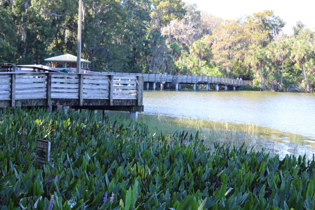 The wooden Palm Island boardwalk trail extending over the water of Lake Dora, surrounded by lush native plants.